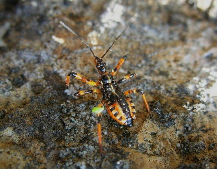 Rhinocoris iracundus o  altro?